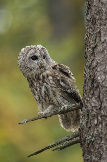 Tawny Owl (Strix aluco) perched on a branch, North Rhine-Westphalia, Germany
