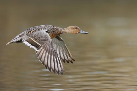 Northern Pintail (Anas acuta) female flying, British Columbia, Canada