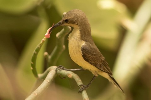 Beautiful Sunbird (Cinnyris pulchellus) female, Gambia