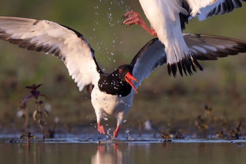 Eurasian Oystercatcher (Haematopus ostralegus), North Rhine-Westphalia, Germany