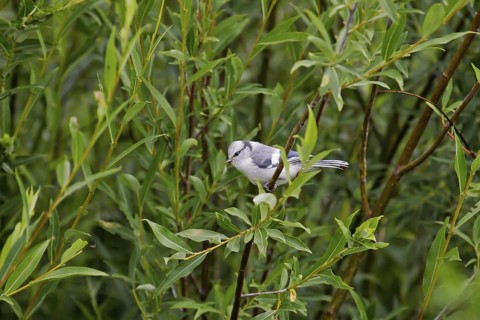 Azure Tit (Cyanistes cyanus) juvenile, Onon River, Mongolia