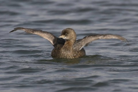 Pied-billed Grebe (Podilymbus podiceps), California, USA