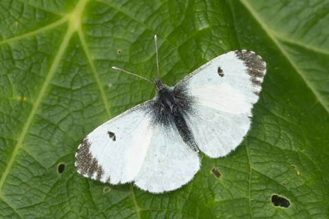 Orange tip butterfly (Anthocharis cardamines) adult female insect resting on a garden Hollyhock