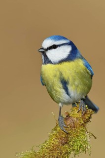 Blue tit (Parus caeruleus), sitting on moss-covered dead wood, Wilnsdorf, North Rhine-Westphalia,