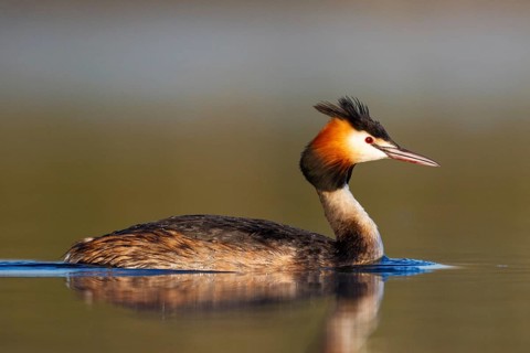 Great Crested Grebe (Podiceps cristatus), North Rhine-Westphalia, Germany