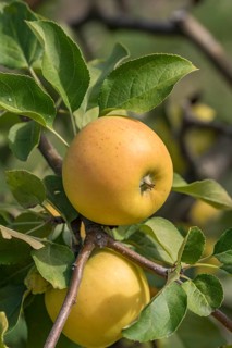 Apple (Malus domestica 'Solaris'), apples, fruit, fruit, fruit, apple tree, close-up, m