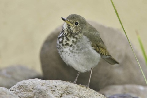 Hermit Thrush (Catharus guttatus), Arizona, USA