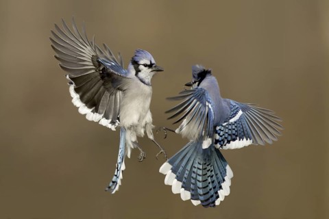 Blue Jay (Cyanocitta cristata) flying, Ohio, USA