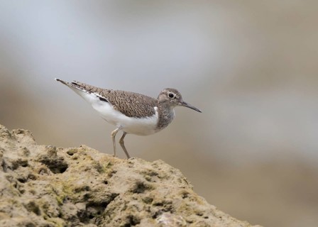 Common Sandpiper (Actitis hypoleucos), Thailand