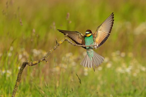 Bee-eater, (Merops apiaster), perch, Tiszaalp-r, Kiskuns-gi National Park, B-cs-Kiskun, Hungary