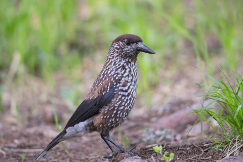 Spotted Nutcracker (Nucifraga caryocatactes), Bulgarien