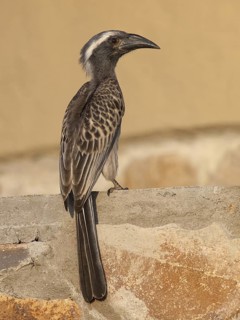 African Grey Hornbill (Lophoceros nasutus), South Africa