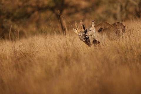 A pair of roe deer gracefully stand in a sunlit field, surrounded by tall, golden grasses. The