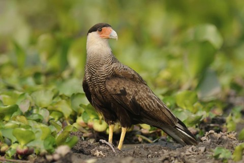 Southern Crested Caracara (Caracara plancus), Pantanal, Brazil