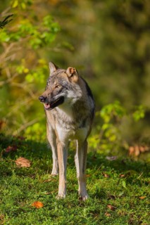 A eurasian gray wolf (Canis lupus lupus) stands on a meadow on a hill with a colourful foliage in