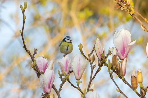 Blue tit (Cyanistes caeruleus) adult garden bird perched in a flowering Magnolia tree in spring,