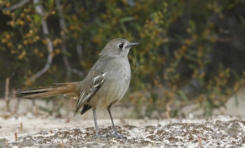 Southern Scrub Robin (Drymodes brunneopygia), Victoria, Australia
