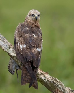 Black Kite (Milvus migrans) juvenile, Mecklenburg-Western Pomerania, Germany