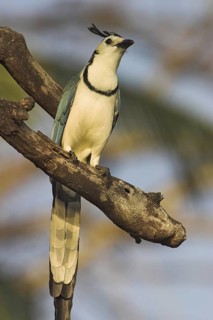 White-throated Magpie-jay (Calocitta formosa), Costa Rica