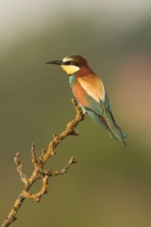 European Bee-eater (Merops apiaster) perched on a lichen branch, Serbia