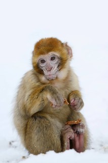 Barbary macaque or magot (Macaca sylvanus), young animal sitting in the snow and eating, winter,