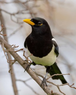 A Yellow-billed Magpie (Pica nuttalli), endemic to California, perched in a deciduous oak tree near