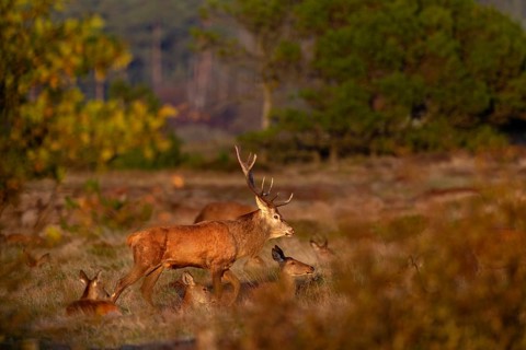 The red deer (Cervus elaphus) moves through its herd, rutting season, October, Denmark