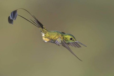Booted Racket-tail (Ocreatus underwoodii), Ecuador