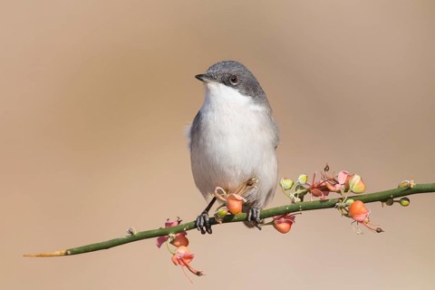 Lesser Whitethroat (Sylvia curruca) perched on a twig, Eilat, Israel