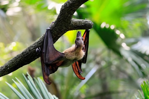 Kalong flying fox (Pteropus vampyrus), adult, climbing, in sleeping tree, during the day,