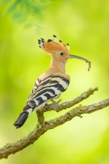 Wiedehopf, Upupa epops Eurasian hoopoe, Upupa epops