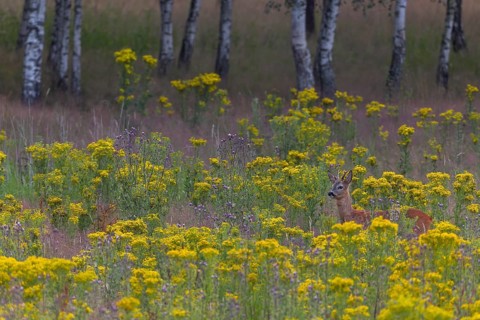 The stand of this roebuck (Capreolus capreolus) is located in a meadow with large stands of