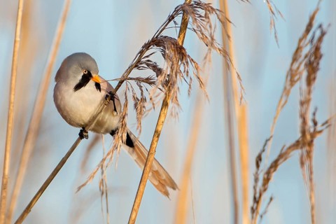 Bearded Reedling (Panurus biarmicus) male, Saxony-Anhalt, Germany