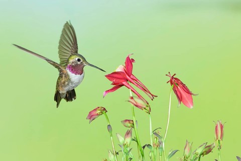 Broad-tailed Hummingbird (Selasphorus platycercus) male flying, Colorado, USA