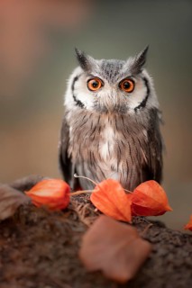 Southern White-faced Owl (Ptilopsis granti) captive, Germany