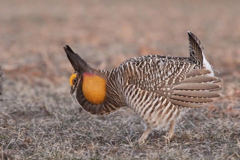 Greater Prairie Chicken (Tympanuchus cupido) male displaying, Wisconsin, USA
