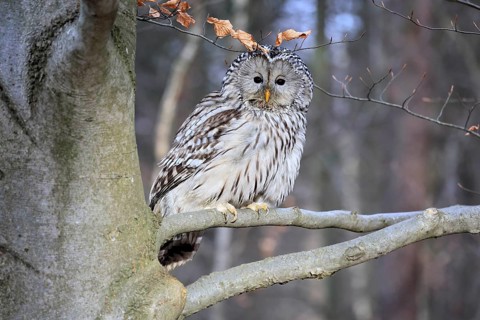 Hawk owl (Strix uralensis), adult, in winter, on tree, Bohemian Forest, Czech Republic, Europe,