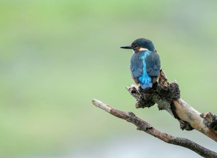 Kingfisher (Alcedo atthis) sitting on an old branch, perch and looking for prey, Lower Saxony,