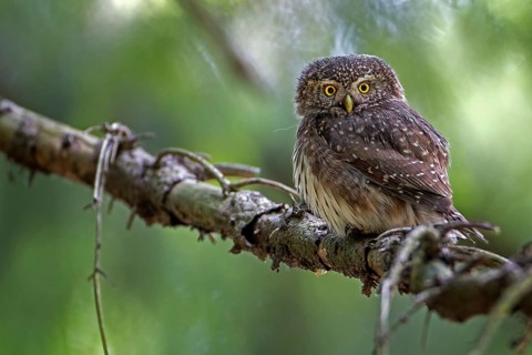 Eurasian Pygmy Owl (Glaucidium passerinum), Saxony, Germany