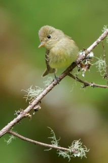 Pacific Slope Flycatcher (Empidonax difficilis) perched on a branch in Victoria, BC, Canada