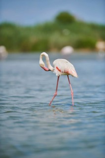 Greater Flamingo (Phoenicopterus roseus) walking in the water, Parc Naturel Regional de Camargue,