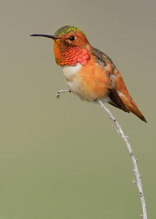 Allen's Hummingbird Male (Selasphorus sasin) - Rancho Palos Verdes, California
