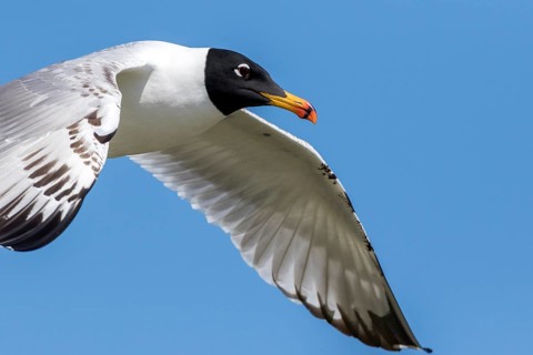 Pallas's Gull (Ichthyaetus ichthyaetus) flying, Romania
