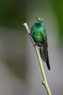Cuban Emerald (Chlorostilbon ricordii) perched on a branch in Cuba