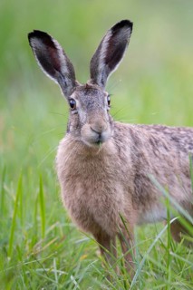 European hare (Lepus europaeus) in a forest clearing, portrait, Tyrol, Austria