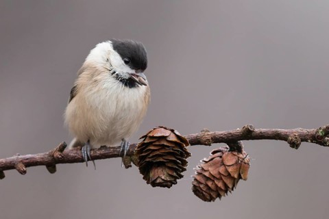 Willow Tit (Poecile montanus) perched on a branch, Lower Saxony, Germany