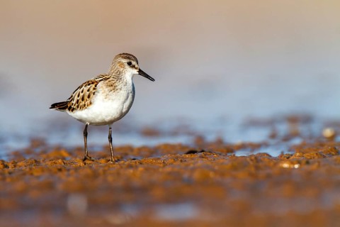 Little Stint (Calidris minuta), Castile-La Mancha, Spain