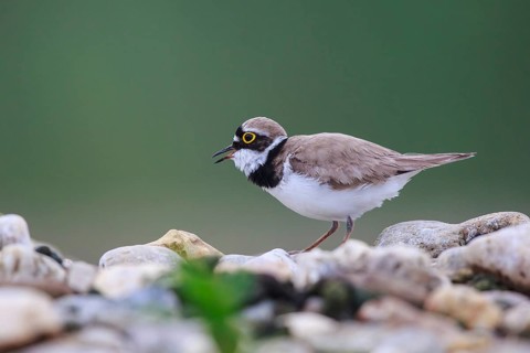 Little Ringed Plover (Charadrius dubius) male, North Rhine-Westphalia, Germany