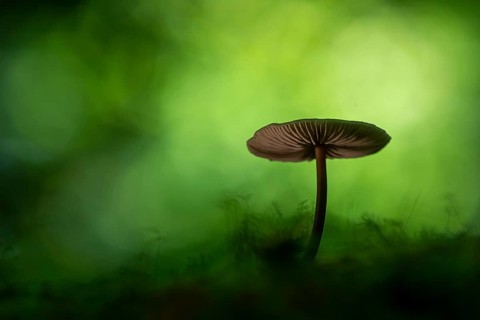 Mushroom in Urwald Baumweg, Ahlhorn, Lower Saxony, Germany