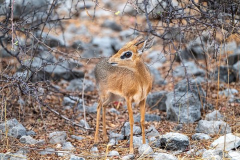 Damara dik-dik or kirk dik-dik (Madoqua kirkii), adult animal in the undergrowth, Etosha National